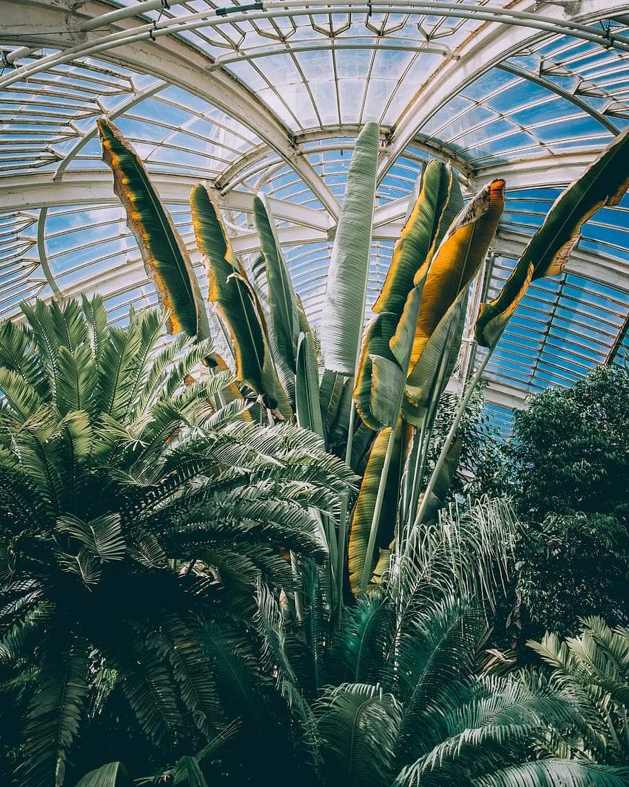 Kew Gardens Immersive Audio Guide