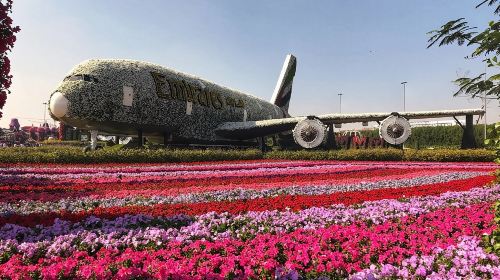 Dubai Miracle Garden Self-Guided Tour with Ticket with Transfer  Day Tours