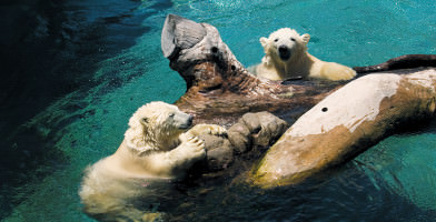 Sea World Inbound