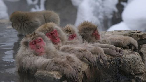 From Tokyo: Snow Monkey 1 Day Tour with Beef Sukiyaki Lunch Day Tours