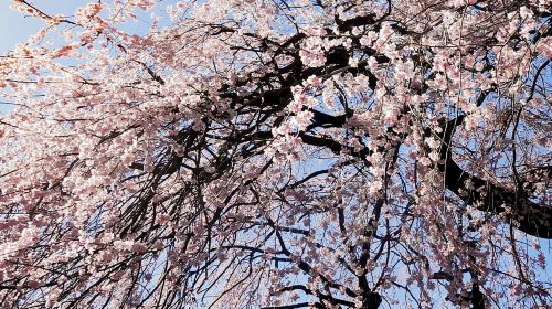 Licensed Guide Shinjuku Dramatic Tour Day Time Day Tours