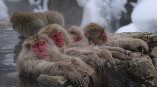 1-day tour to see snow monkeys from Tokyo with sukiyaki lunch (English-speaking guide) Day Tours