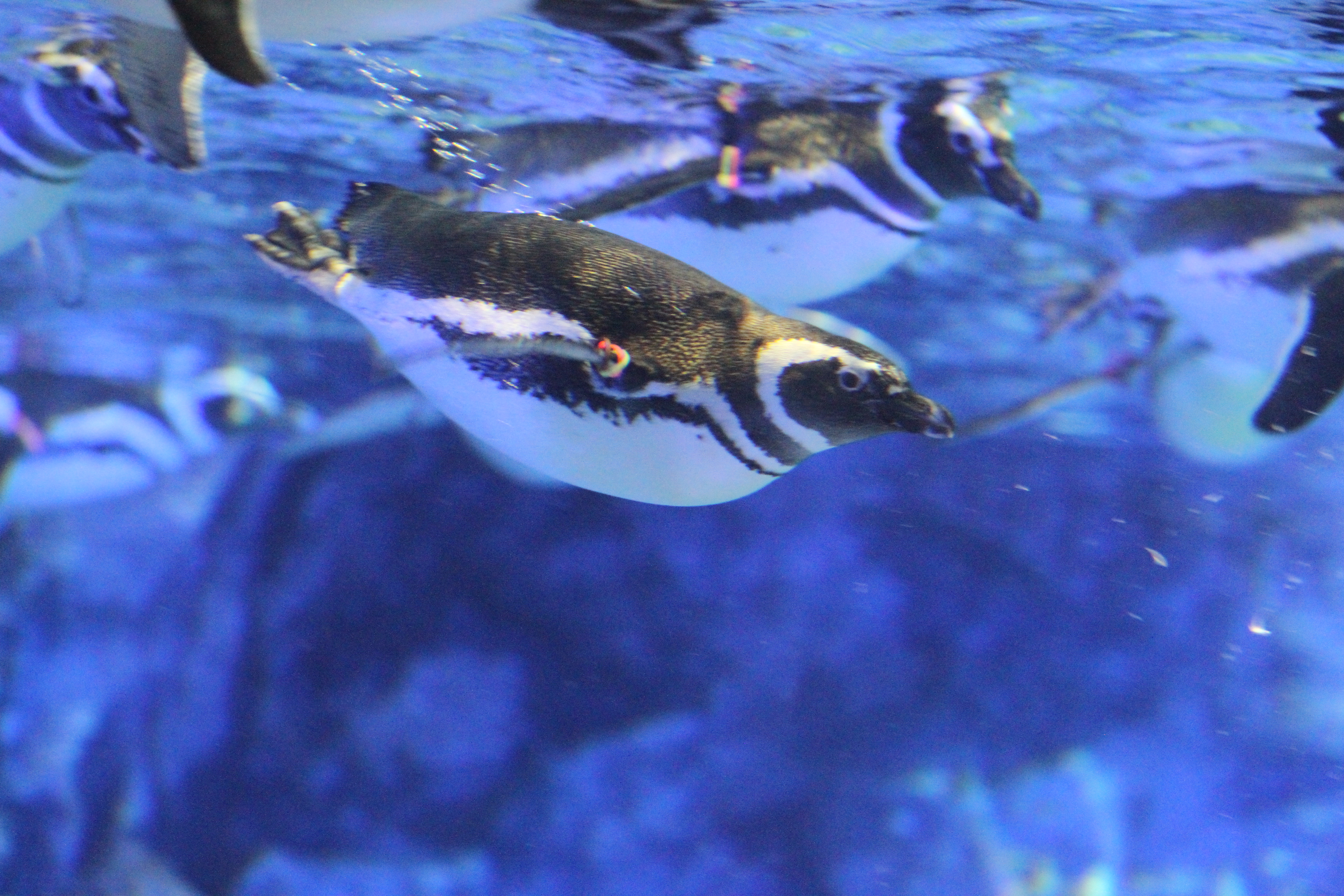 Sumida Aquarium
