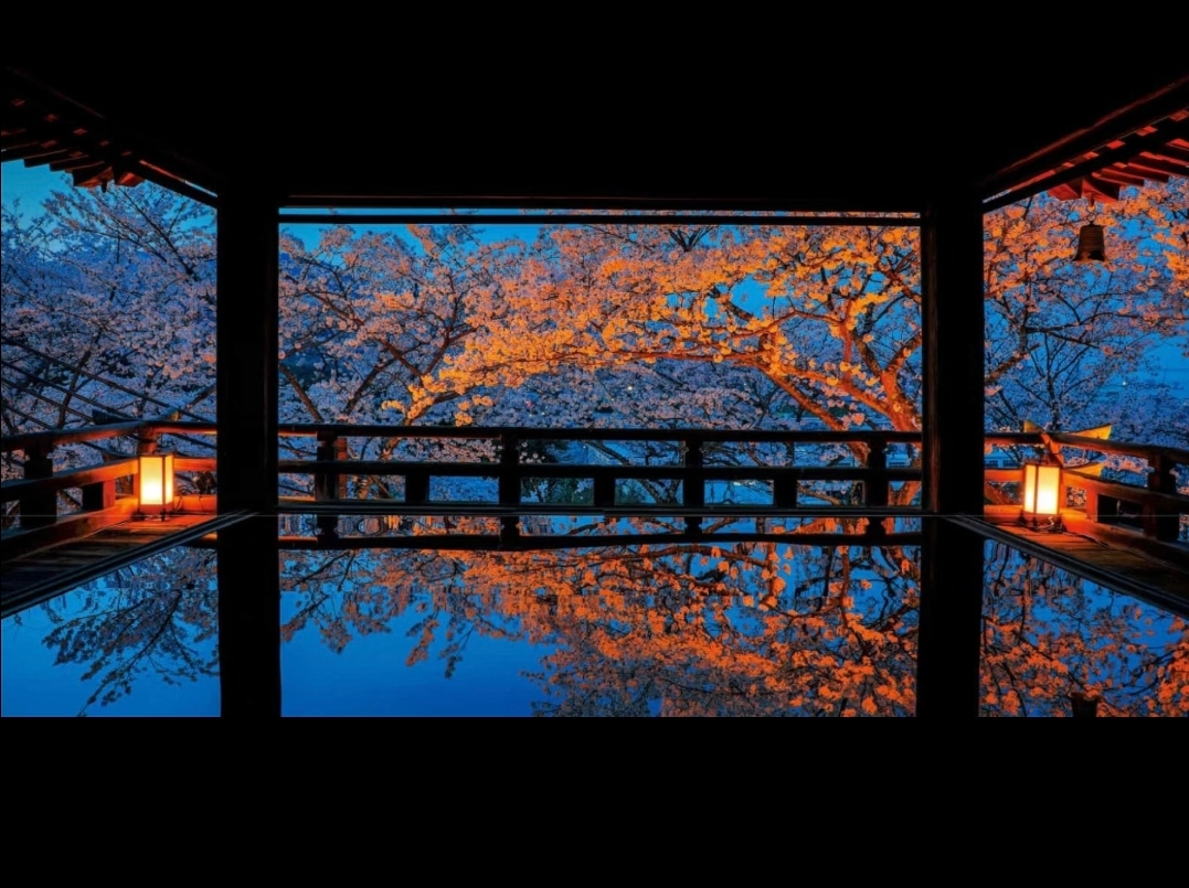 2026 Cherry Blossom Season Limited-Time - Miho Museum & Mii-dera Temple Night Cherry Blossom Viewing Day Trip