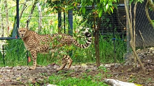 Cebu Safari and Adventure Park Day Tours
