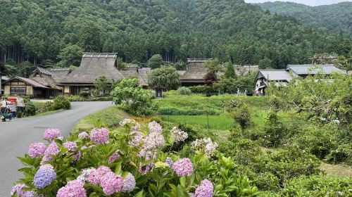 From Osaka/Kyoto: Amanohashidate Day Tour with Lunch Day Tours