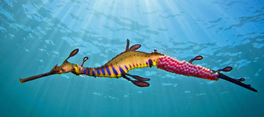 Scuba Diving Mornington Peninsula with Weedy Sea Dragons