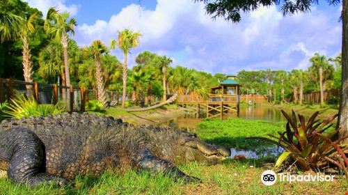 Wild Florida Airboats & Gator Park
