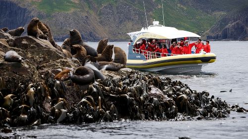 3-Hour Bruny Island Cruise from Adventure Bay, Bruny Island Day Tours