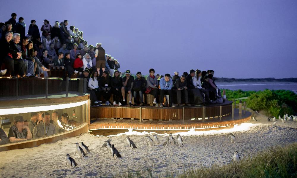 Phillip Island Penguin Parade Express Tour