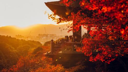 A Day Trip to Kyoto and Nara, Japan (Kiyomizu-dera Temple, Fushimi Inari Shrine, and Deer Meet in Nara Park) Day Tours