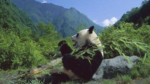 Private Wolong Panda Base and Earthquake Site Day Tour
