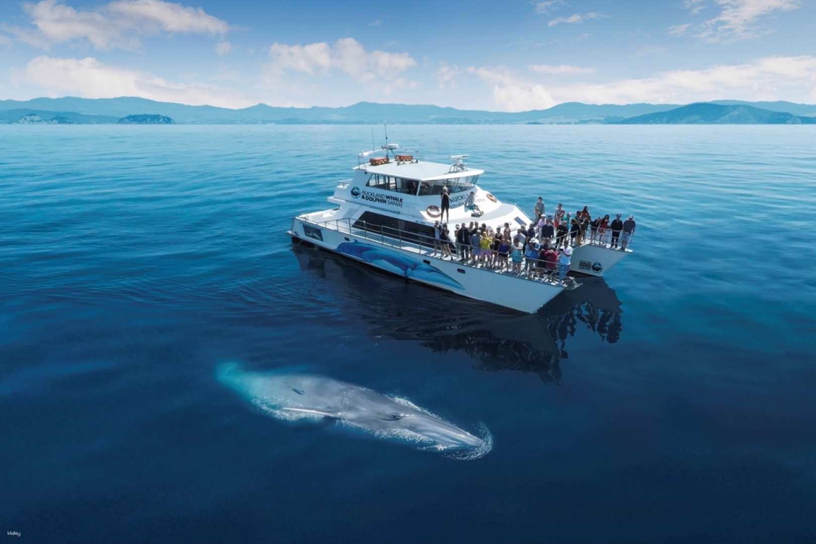Auckland Whale and Dolphin Safari | New Zealand