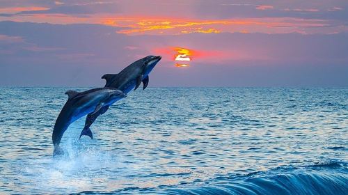 Bohol Island: Dolphin Watching + Balicasag Island Snorkeling 1-day Tour | Encounter sea turtles Day Tours