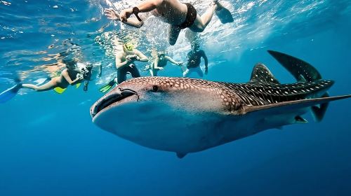 Philippines Cebu Oslob whale shark shared one-day tour | Sumilon Island + waterfall + Round-trip transfer Day Tours
