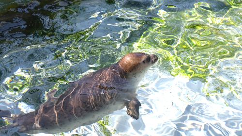 1-day tour to Asahiyama Zoo