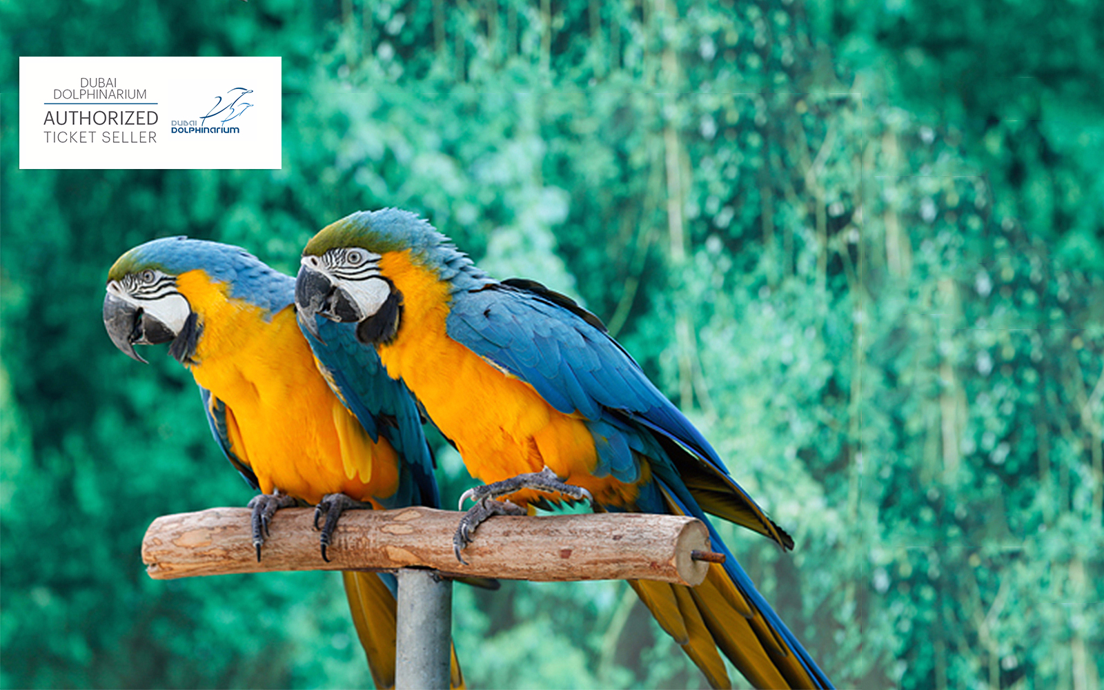 Dubai Dolphinarium: Creek Park Exotic Bird Show
