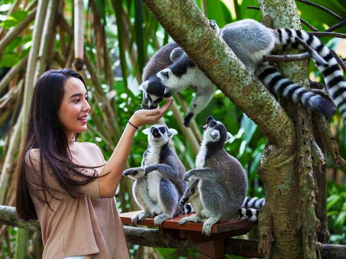 Bali Zoo for Indonesian ID/KITAS Holder