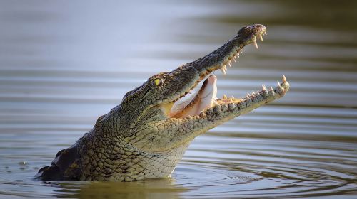 Dubai city tour & Crocodile Park tour with Transfers Day Tours