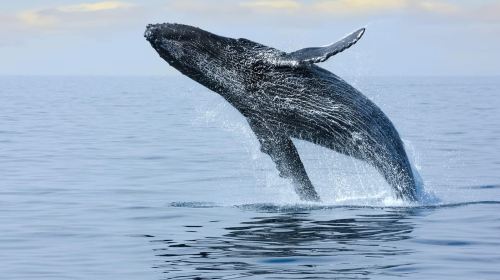 Waikiki: Whale Watching Tour Day Tours