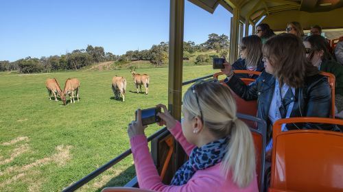 From Melbourne: Werribee Open Range Zoo & Werribee Mansion Day Tours