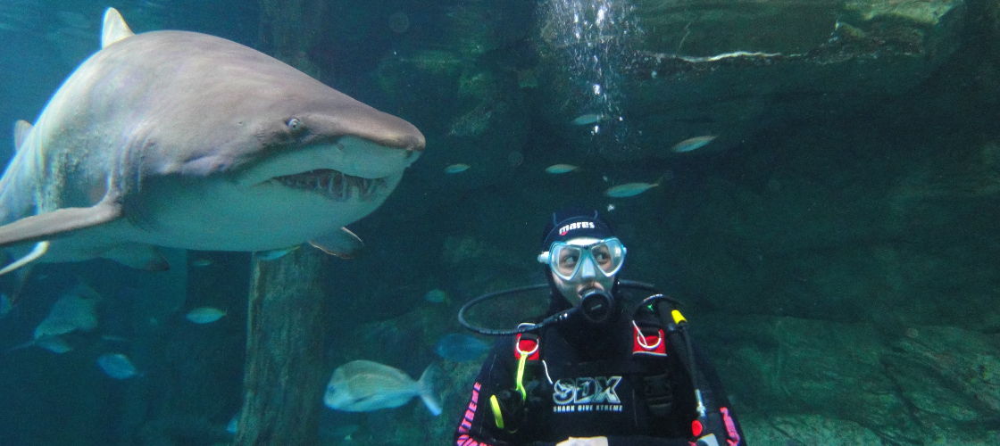 Sydney Aquarium Shark Dive Xtreme