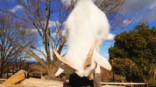 Gunma Safari Park