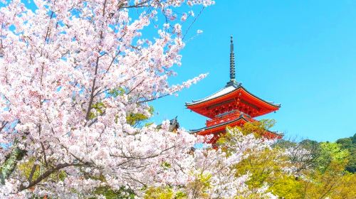 1-day tour of Kyoto's Arashiyama, Fushimi Inari Taisha, and Nara Park with Osaka/Kyoto pickup and drop-off Day Tours