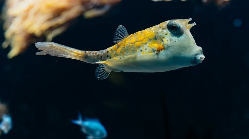 Aquarium du Grand Lyon: Entry Ticket Child