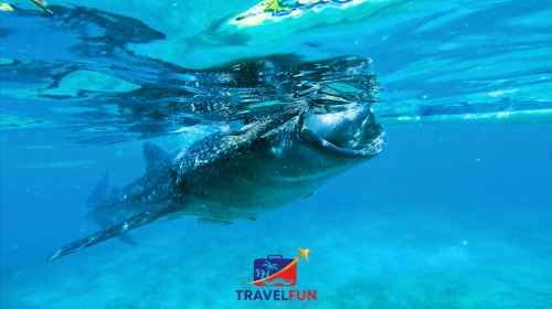 Oslob Whale Shark Watching + Moalboal Sardines Storm Snorkeling one-day tour Day Tours