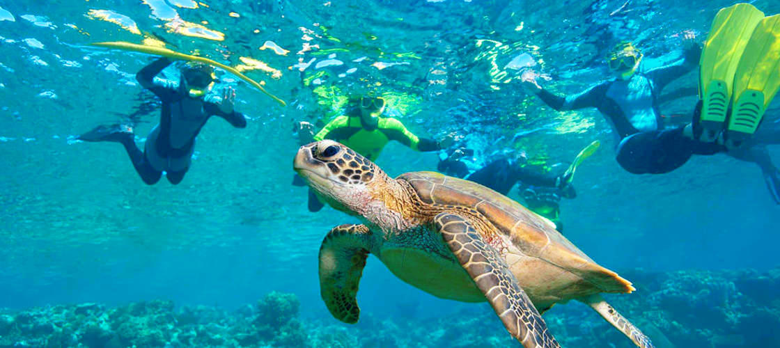 Byron Bay Snorkelling Tours