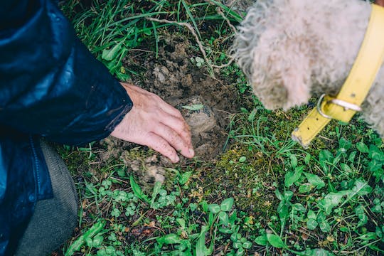 Burgundy truffle hunting demonstration and truffle tasting session