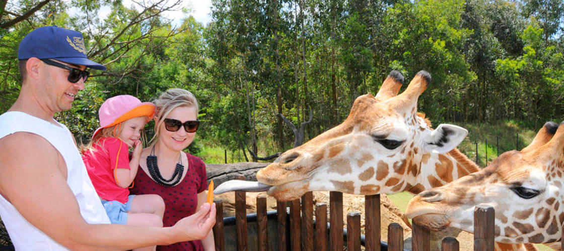 Australia Zoo Entry with Sunshine Coast Hotel Transfers