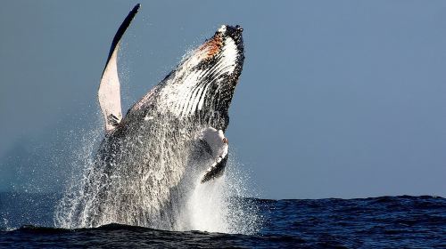 Sydney Whale-Watching Cruise Including Lunch or Breakfast Day Tours