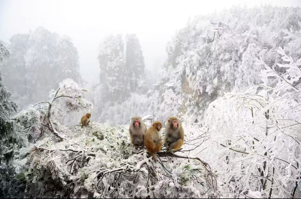 Zhangjiajie National Forest Park Ticket +  Vehicle combo