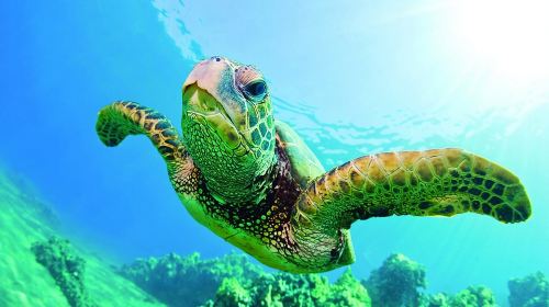 Waikiki Catamaran Snorkel Sail with Lunch: Turtles Guaranteed Day Tours