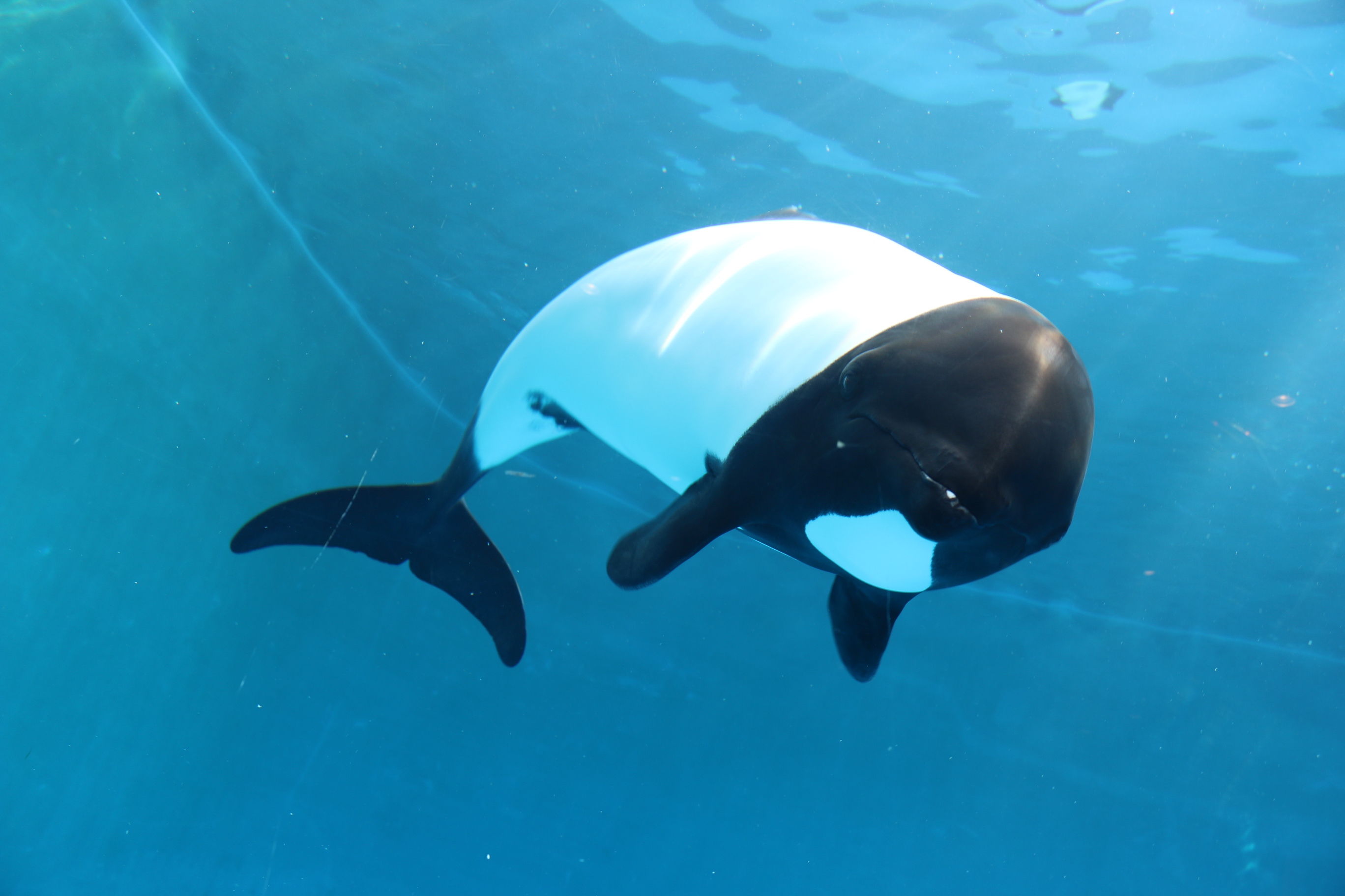 Sendai Uminomori Aquarium
