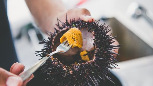Hobart, Tasmania seafood cruise (freshly harvested sea urchin, tasting lobster, abalone, Atlantic salmon, and wine) Transport Passes