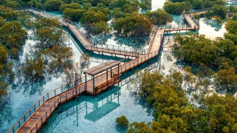Jubail Mangrove Park - Boardwalk Experience