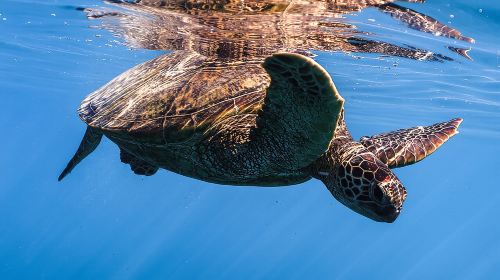 Turtle Canyon Snorkel from Waikiki: Turtles Guaranteed