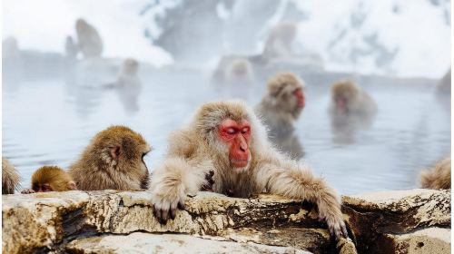 1-day tour to Japan's Nagano Snow Monkey Park, Zenkoji Temple & Sake Tasting with lunch from Nagano Station Day Tours