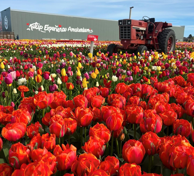 Warmond: Kagerplassen Cruise with "Tulip Experience" Ticket