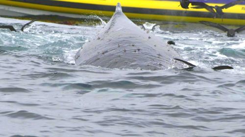3-hour speedboating experience and day tour at Bruny Island, Tasmania Day Tours