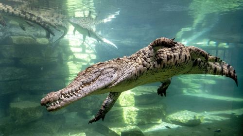 Dubai Crocodile Park: Entry Ticket