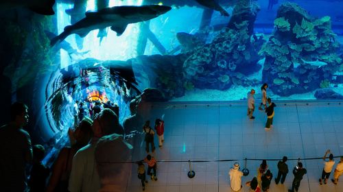 Dubai city tour, Dubai Mall Aquarium & Burj Khalifa 124/125 floor tour with Transfers Day Tours