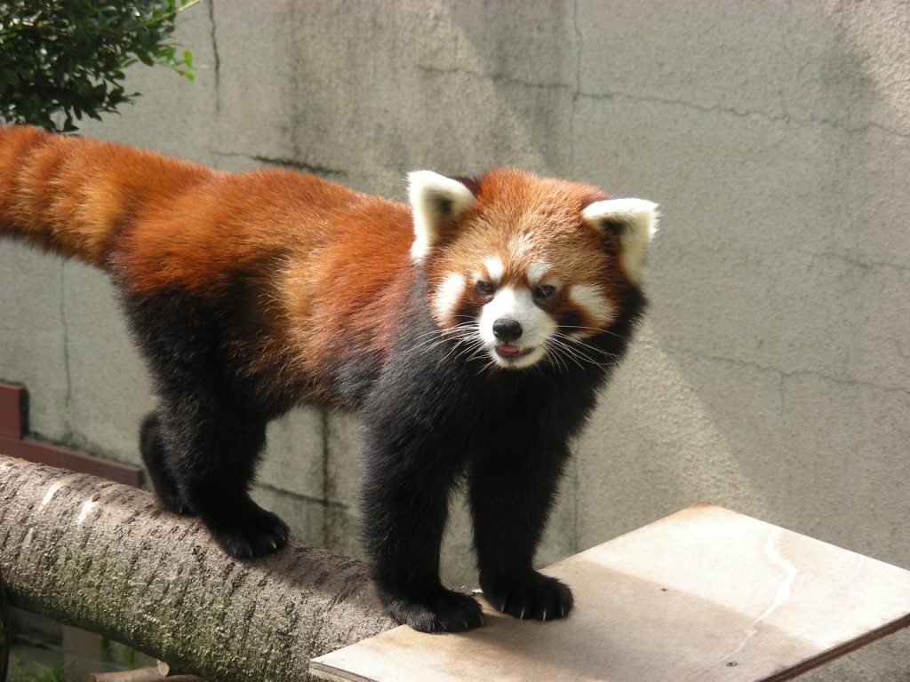 Gunma Safari Park