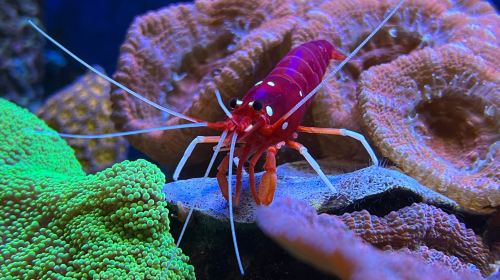 Loebbecke-Museum und Aquazoo