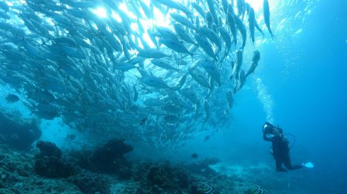 Moalboal Sardine Run