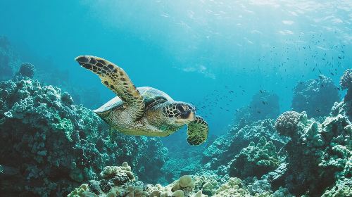 Turtle Canyon Snorkel Adventure in Waikiki, Oahu